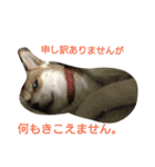タローにコタロー（個別スタンプ：13）