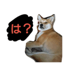 タローにコタロー（個別スタンプ：16）