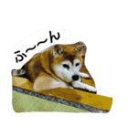タローにコタロー（個別スタンプ：18）