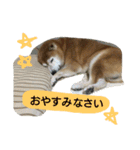タローにコタロー（個別スタンプ：19）