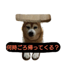 タローにコタロー（個別スタンプ：20）