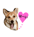 タローにコタロー（個別スタンプ：21）