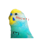 セキセイインコ  ポポくん♥（個別スタンプ：1）