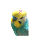セキセイインコ  ポポくん♥（個別スタンプ：2）