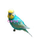 セキセイインコ  ポポくん♥（個別スタンプ：3）