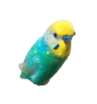 セキセイインコ  ポポくん♥（個別スタンプ：4）