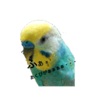 セキセイインコ  ポポくん♥（個別スタンプ：7）