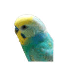 セキセイインコ  ポポくん♥（個別スタンプ：8）