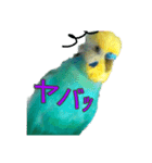 セキセイインコ  ポポくん♥（個別スタンプ：11）