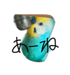 セキセイインコ  ポポくん♥（個別スタンプ：12）