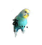 セキセイインコ  ポポくん♥（個別スタンプ：13）