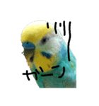 セキセイインコ  ポポくん♥（個別スタンプ：14）