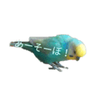 セキセイインコ  ポポくん♥（個別スタンプ：15）