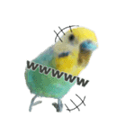 セキセイインコ  ポポくん♥（個別スタンプ：17）