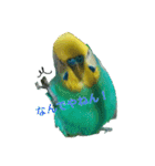 セキセイインコ  ポポくん♥（個別スタンプ：18）