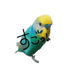 セキセイインコ  ポポくん♥（個別スタンプ：20）
