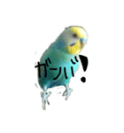 セキセイインコ  ポポくん♥（個別スタンプ：22）