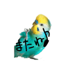 セキセイインコ  ポポくん♥（個別スタンプ：23）