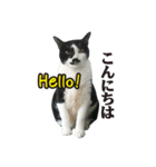 コバン・ザ・キャット（個別スタンプ：1）