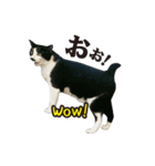 コバン・ザ・キャット（個別スタンプ：18）