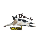 コバン・ザ・キャット（個別スタンプ：22）