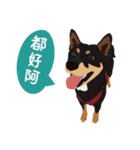 黒柴ピッピ−日常編（個別スタンプ：4）