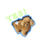 よく使う言葉集めました（個別スタンプ：12）
