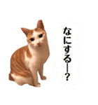 日常で使える猫スタンプ2（個別スタンプ：16）