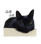 黒猫サリーのオモチャ箱（個別スタンプ：9）