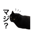 黒猫サリーのオモチャ箱（個別スタンプ：10）
