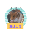 ハムスターの茶々丸（個別スタンプ：2）