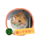 ハムスターの茶々丸（個別スタンプ：4）