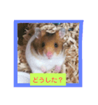 ハムスターの茶々丸（個別スタンプ：8）