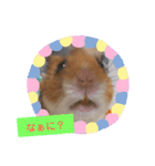 ハムスターの茶々丸（個別スタンプ：11）