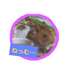ハムスターの茶々丸（個別スタンプ：16）