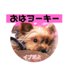 ヨーキーまみれ家①（個別スタンプ：1）