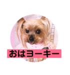 ヨーキーまみれ家①（個別スタンプ：2）