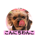ヨーキーまみれ家①（個別スタンプ：3）