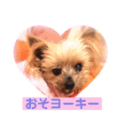 ヨーキーまみれ家①（個別スタンプ：4）