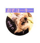 ヨーキーまみれ家①（個別スタンプ：5）