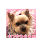 ヨーキーまみれ家①（個別スタンプ：7）