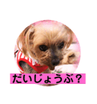 ヨーキーまみれ家①（個別スタンプ：8）
