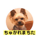 ヨーキーまみれ家①（個別スタンプ：9）
