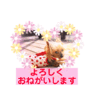 ヨーキーまみれ家①（個別スタンプ：10）