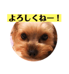 ヨーキーまみれ家①（個別スタンプ：11）