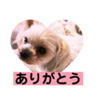 ヨーキーまみれ家①（個別スタンプ：13）