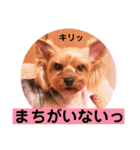 ヨーキーまみれ家①（個別スタンプ：17）