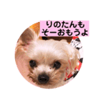 ヨーキーまみれ家①（個別スタンプ：18）