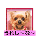ヨーキーまみれ家①（個別スタンプ：19）