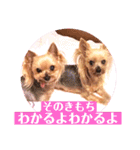 ヨーキーまみれ家①（個別スタンプ：20）
